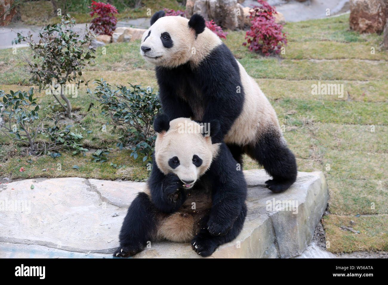 Der Panda Zwillinge 'Xinghui' und 'Xingfan" spielen sie zusammen, wie sie der Öffentlichkeit zum ersten Mal nach dem Einfahren in Nantong in der nantong Wald Stockfoto