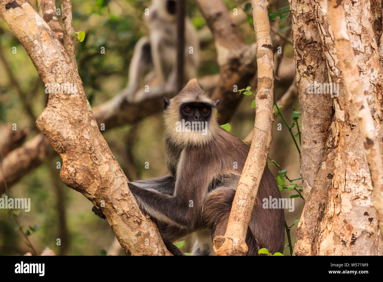 Wild Gibbon Affe in einem Baum, Yala National Park, Sri Lanka Stockfoto