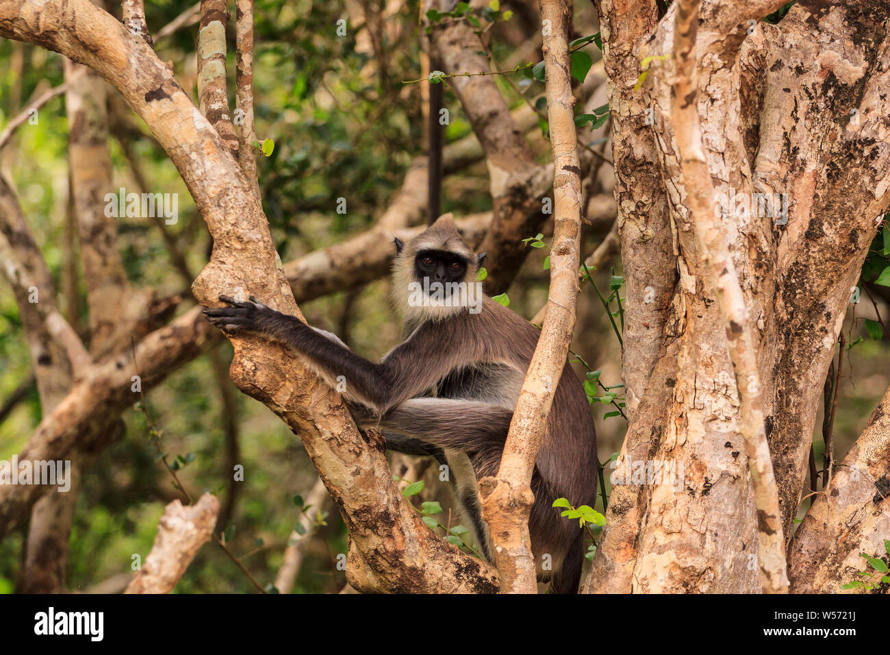 Wild Gibbon Affe in einem Baum, Yala National Park, Sri Lanka Stockfoto