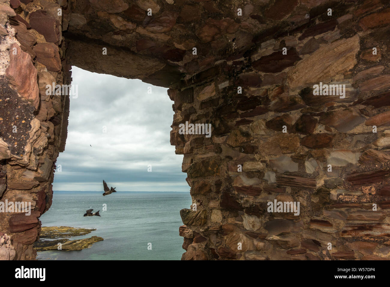 UK Wildlife: Haus Martins (Delichon urbicum) fliegen um ein Nest (mit einem Baby den Kopf stossen) Tantallon Castle, North Berwick, East Lothian, S Stockfoto