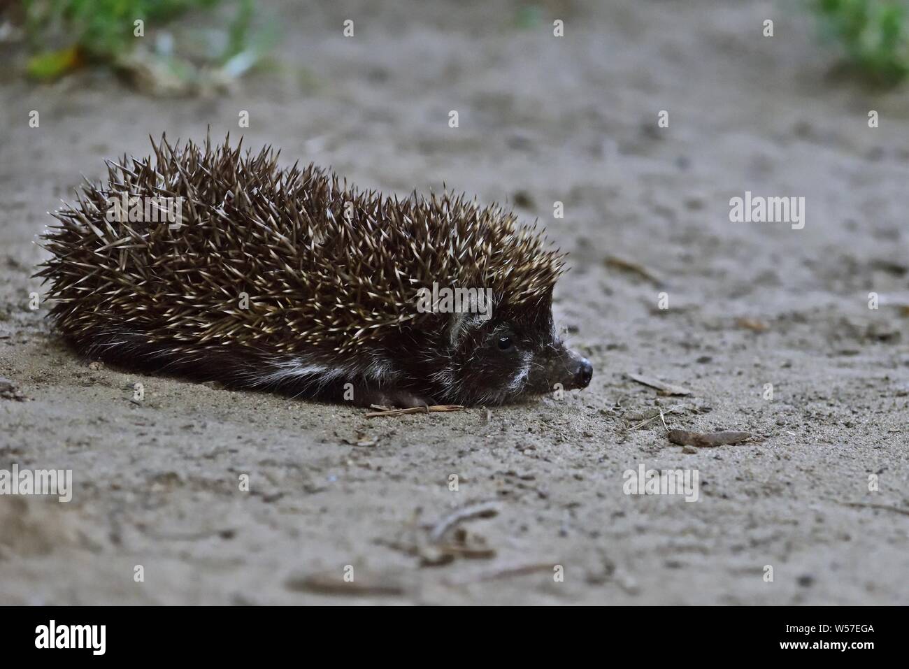 Northern white-breasted Igel (Erinaceus roumanicus) Stockfoto