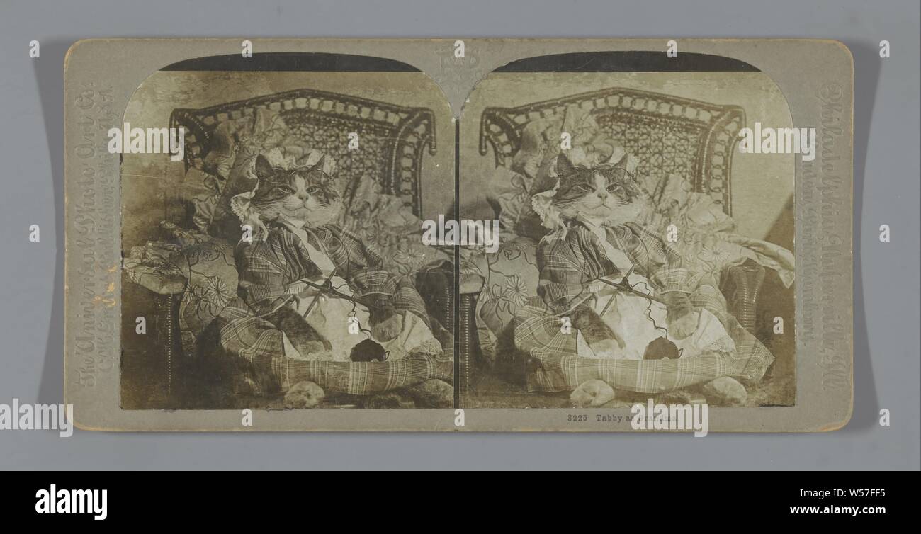 Katze mit Kleidung und Strickwaren, Tabby als Großmutter (Titel auf Objekt), Cat, Kleider, Kostüme, Stricken, Carlton H. Gräber, C. 1890 - C. 1910, Fotopapier, Karton, Silbergelatineabzug, h 88 mm × w 177mm Stockfoto