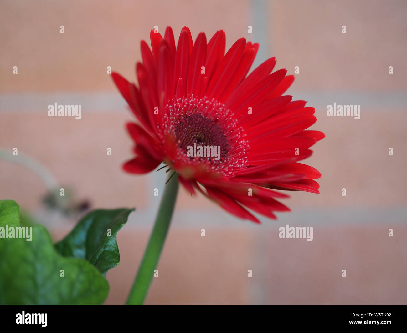 Rote Blüte der Pflanze gerbera (Gerbera Hybrida) Daisy Stockfoto