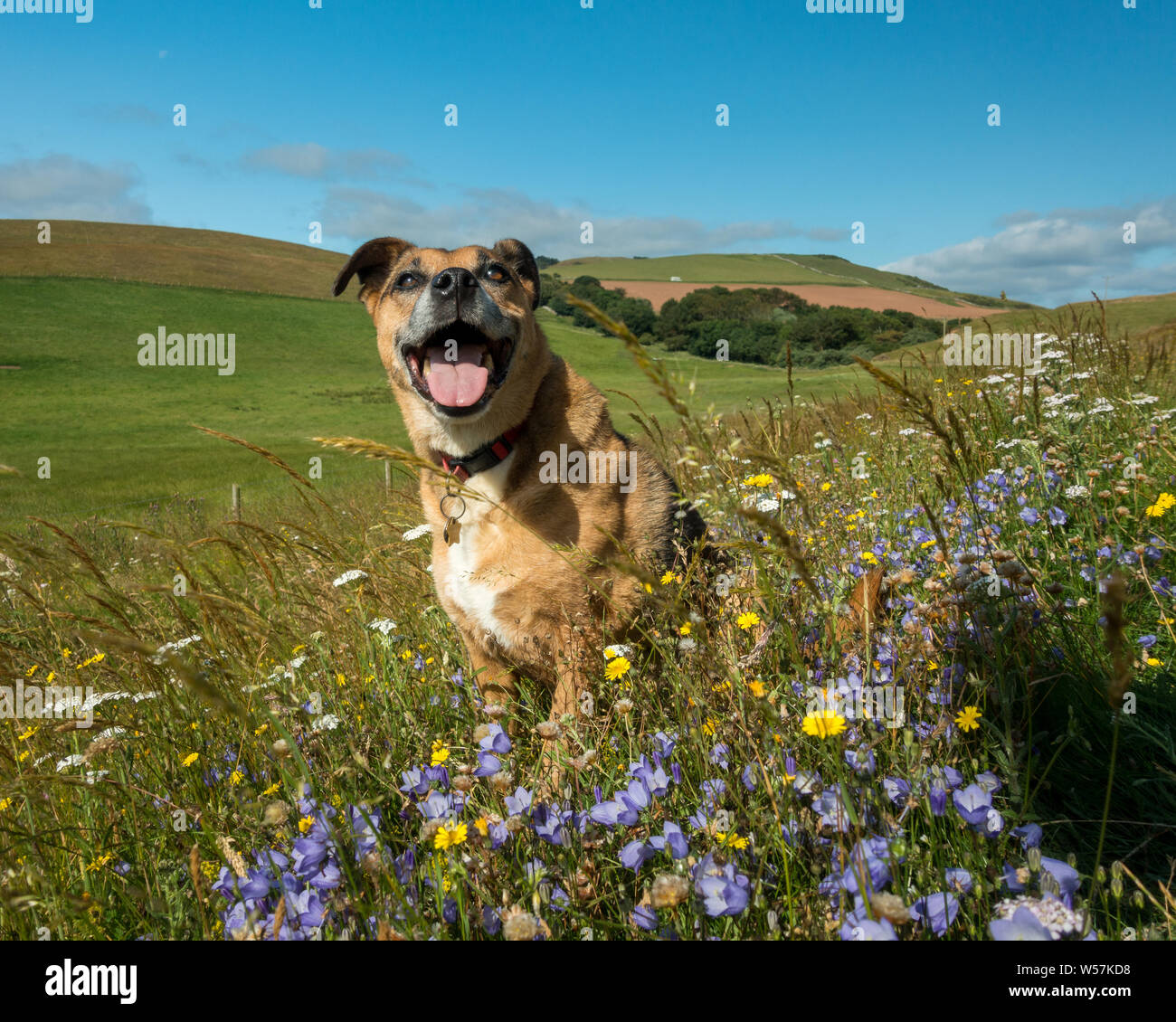Keuchend glücklicher Hund sitzen in einem schönen wildflower Patch in St. Abbs Head Nature Reserve, Schottland an einem heißen Sommertag Stockfoto