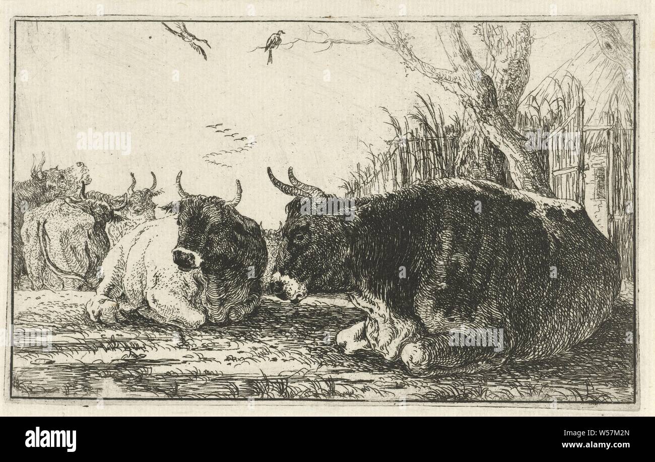Ruhende Kühe Tiere (Titel der Serie) Zoographiam (Titel der Serie), Kuh, Jan van den Hecke (I), Brüssel (möglicherweise), 1656, Papier, Ätzen, H 99 mm x B 160 mm Stockfoto