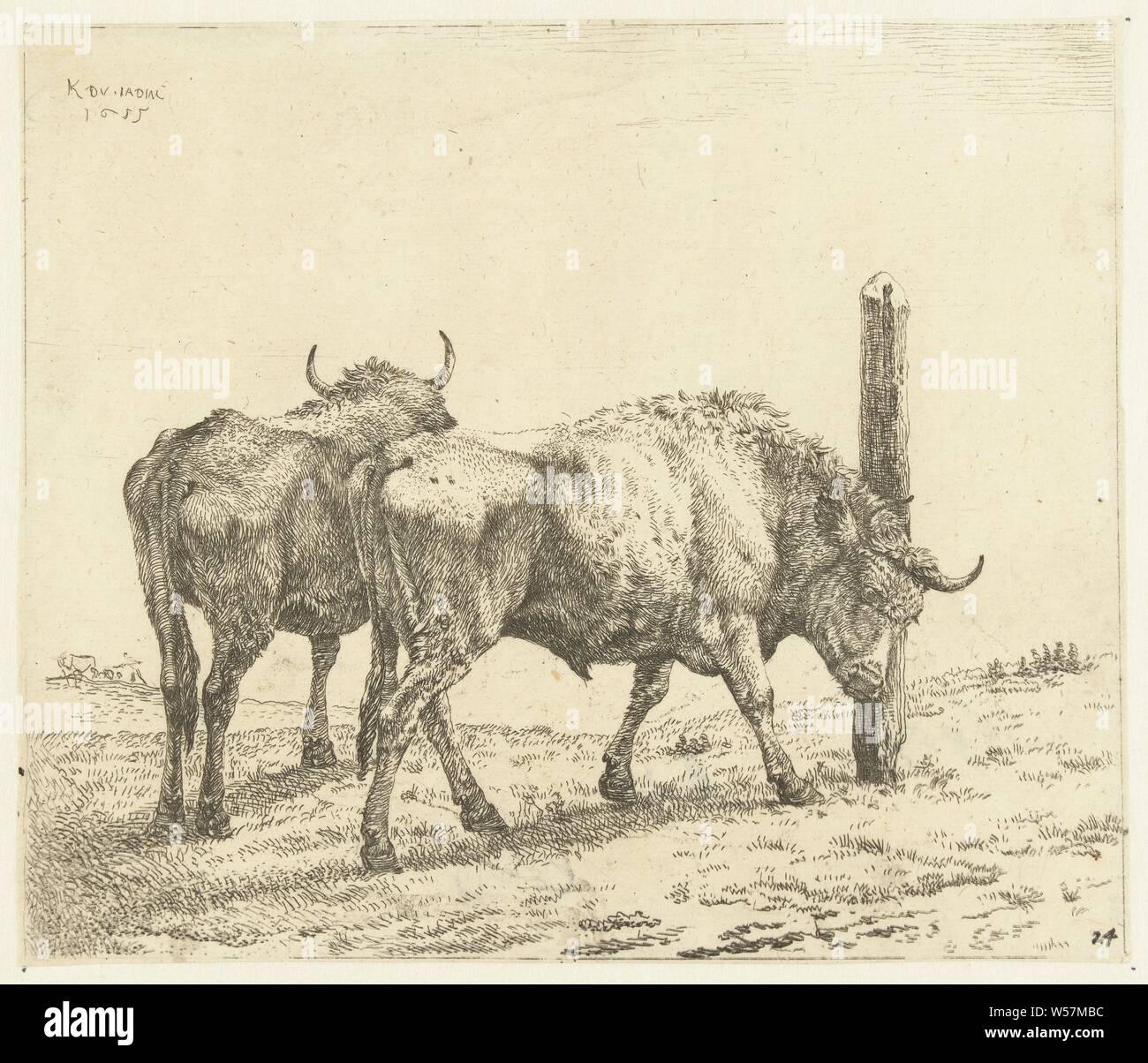 Zwei Ochsen, einem Schleifen der Kopf gegen einen Pfosten, Ochse, Karel du Jardin (auf Objekt erwähnt), Amsterdam, 1655, Papier, Ätzen, H 153 mm x B 183 mm Stockfoto