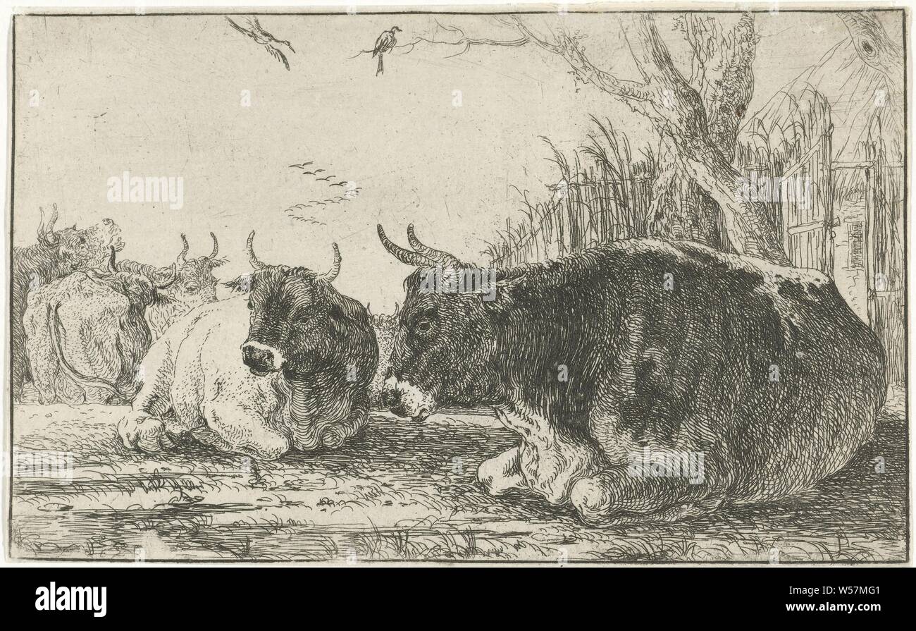 Ruhende Kühe Tiere (Titel der Serie) Zoographiam (Titel der Serie), Kuh, Jan van den Hecke (I), Brüssel (möglicherweise), 1656, Papier, Ätzen, H 99 mm x B 159 mm Stockfoto
