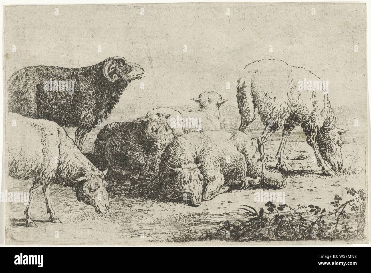 Schafe Tiere (Titel der Serie) Zoographiam (Titel der Serie), Schafe, Widder, Jan van den Hecke (I), Brüssel (möglicherweise), 1656, Papier, Ätzen, H 108 mm x B 162 mm Stockfoto