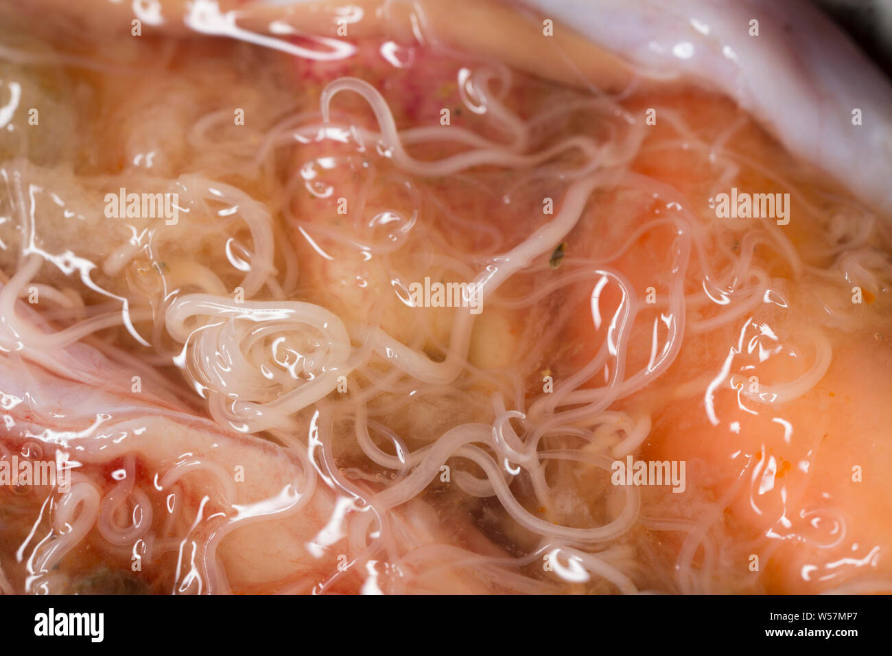 Parasitäre Nematoden Würmer oder anisakis Würmer, in den Magen von geringerem Katzenhai, Scyliorhinus canicula, die auf der Stange und Linie gefangen wurde ich Stockfoto