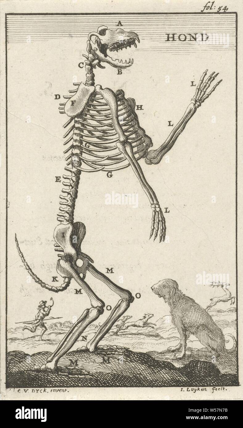 Rahmen eines Hundes Hund (Titel auf Objekt), Drucken oben rechts markiert: fol: 54, hund, tiere (Skelett eines Tieres), Jan Luyken (auf Objekt erwähnt), Amsterdam, 1680, Papier, Ätzen, H 137 mm x B 84 mm Stockfoto