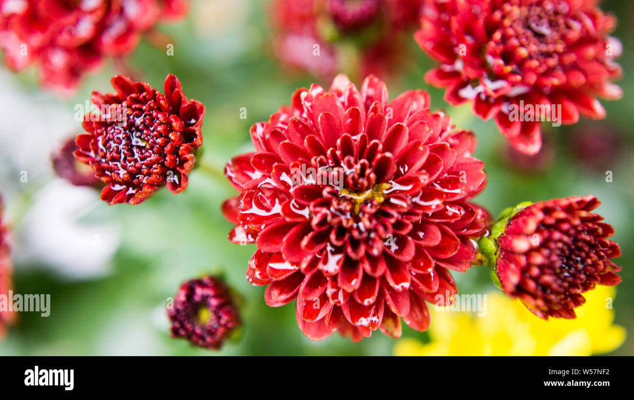 kleine rote Blume Stockfoto