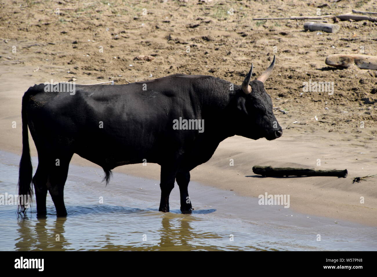 Wilden schwarzen Stiere der Camargue, Südfrankreich. Stockfoto