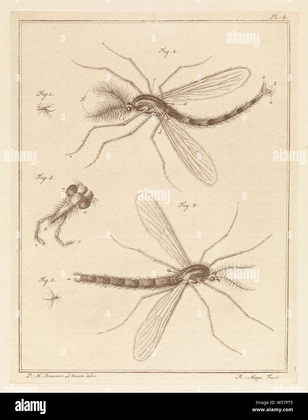 Plume Moskito, zwei Bilder von einem vollwertigen plume Moskito, zwei Erweiterungen der seitlichen Blick auf das Insekt und eine Erweiterung des Kopfes. Oben rechts: Pl. 4. Drucken Sie aus einem Buch über in- und ausländischen Land- und Wassertieren., Insekten: Mosquito, Robbert Muys (auf Objekt erwähnt), Rotterdam, 1778, Papier, Ätzen, H 211 mm x B 163 mm Stockfoto