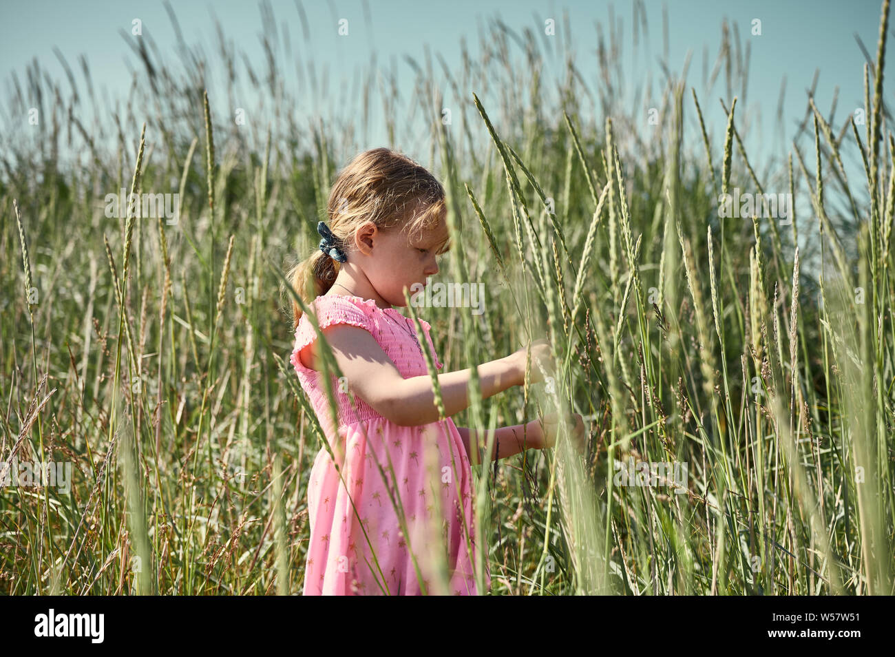 Seitenansicht von adorable konzentriert kleines Mädchen in rosa Kleid stehen im Feld auf Island Grotta Insel und halten Gras blade Stockfoto