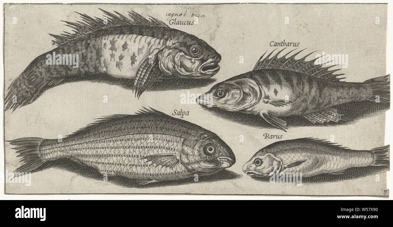 Bokvis, Barsch, grundel und eine Unbekannte Fische Fische (Titel der Serie) Piscivm vivae icones (Titel der Serie), Fische, Pierre Firens, 1600-1638, Papier, Gravur, H 93 mm x B 187 mm Stockfoto