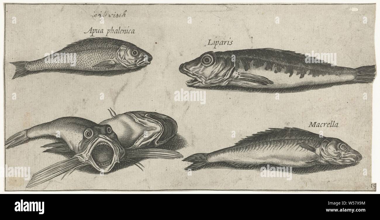 Bream, Makrele, zwei Ponys und einem bratfish) Piscivm vivae icones (Titel der Serie), Fische, Pierre Firens, 1600-1638, Papier, Gravur, H 93 mm x B 181 mm Stockfoto