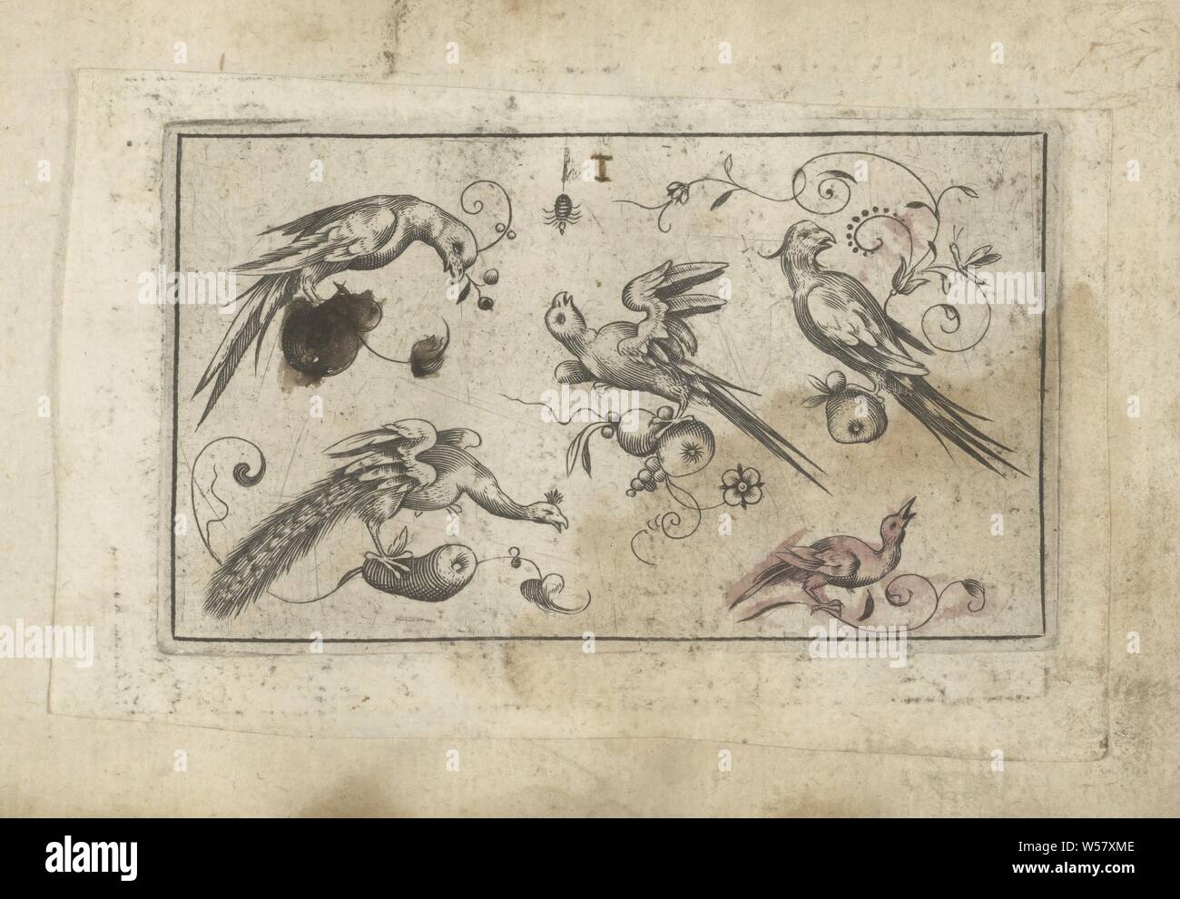 Fünf Vögel und eine Spinne Vögel (Titel der Serie), fünf Vögel thront auf einem Stück Obst oder eine Niederlassung. Unten links ein Pfau. Es ist eine Spinne an der Spitze. Der Druck ist Teil eines Albums, Vögel, Ziervögel: Pfau, anonym, 1601-1650, Papier, Gravur, H 56 mm x B 95 mm Stockfoto