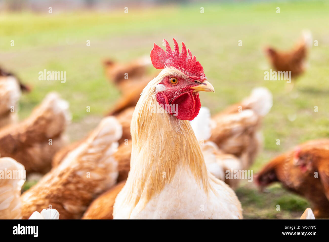 Hahn zwischen Hühnern Stockfoto