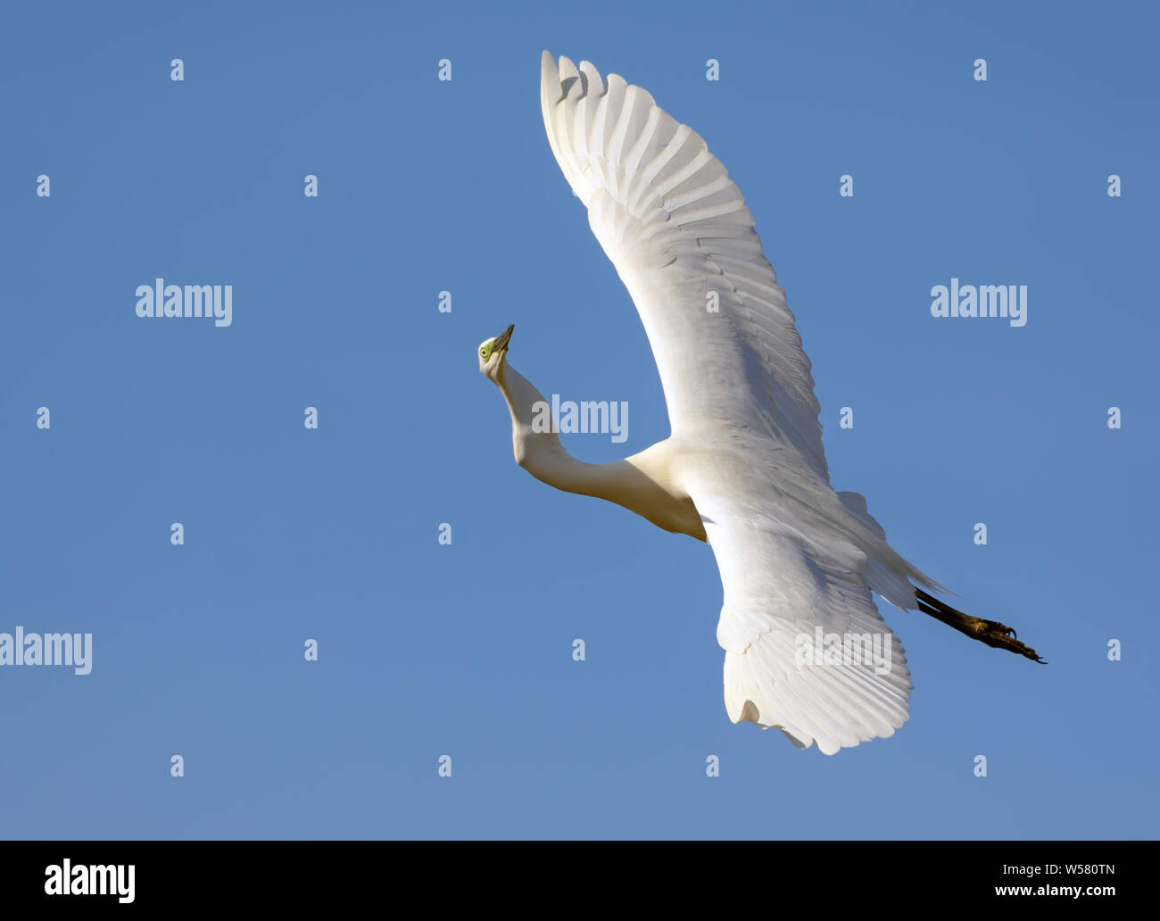 Nach Silberreiher fliegen mit gespreizten Flügeln von oben und wunderlich twisted Neck Stockfoto