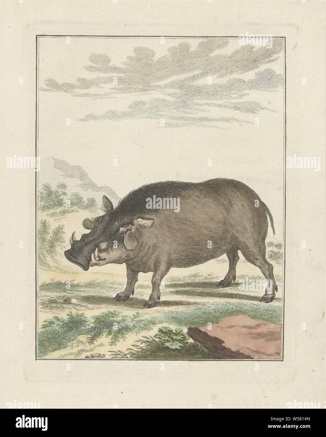 Afrikanische Wildschwein, einem afrikanischen Wildschwein, von der Seite gesehen, Wildschwein (männliche Schweine), Simon Fokke, Amsterdam, 1722 - 1784, Papier, Ätzen, H 214 mm x B 161 mm Stockfoto