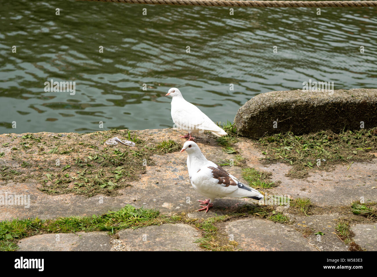 Zwei Tauben von Charlestown Hafen Wand Stockfoto