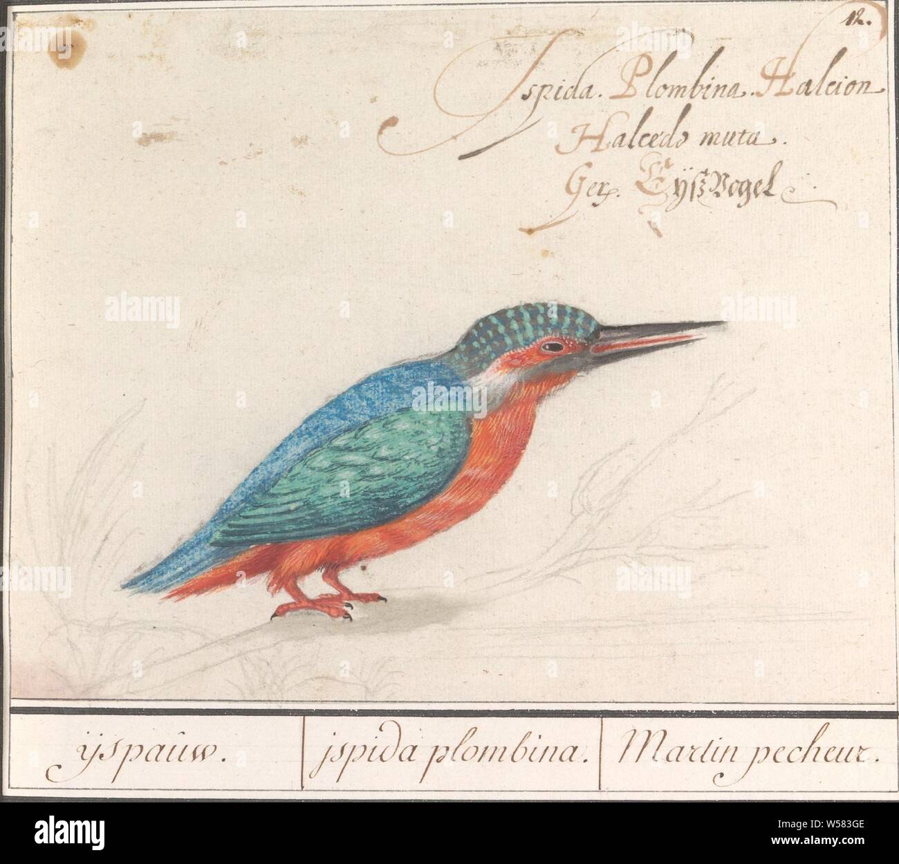 Eisvogel (Alcedo atthis), Eis Pfau. /Ispida plombina. /Martin Pecheur (Titel auf Objekt), Kingfisher. Nummerierte rechts oben: 12. Mit Beschriftung mit der lateinischen und deutschen Namen. Teil der dritten Album mit Zeichnungen von Vögeln. Fünfte von zwölf Alben mit Zeichnungen von Tieren, Vögeln und Pflanzen um 1600 bekannt, von Kaiser Rudolf II. in Auftrag gegeben Mit Erklärung in Deutsch, Latein und Französisch, Wasser - Vögel (Kingfisher), Anselmus Boetius De Boodt, 1596-1610, Papier, Aquarell (Lack), deck Farbe, Bleistift, Kreide, Tinte, Kugelschreiber, H 169 mm x B 214 mm Stockfoto