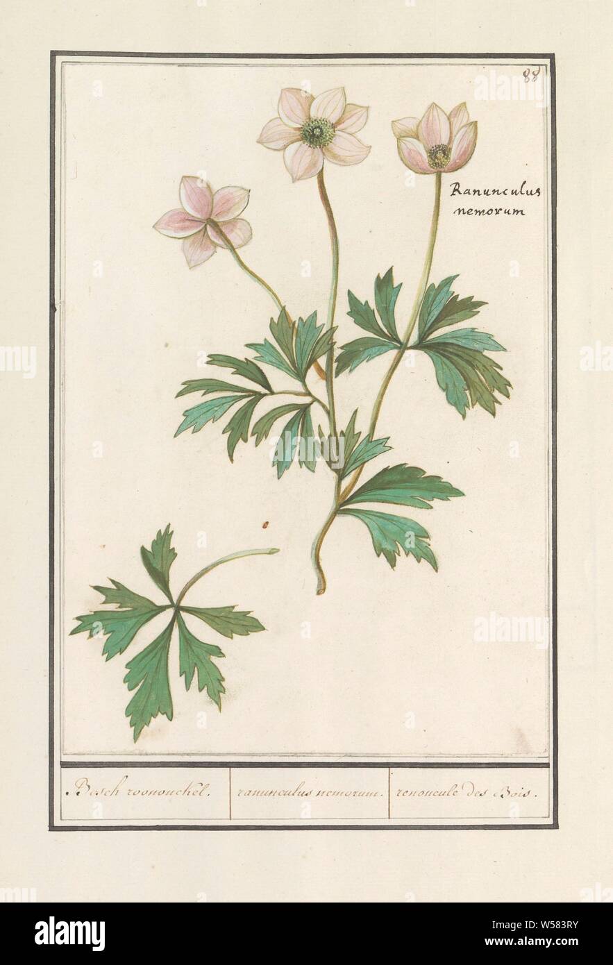 Buschwindröschen (Anemone officinalis), Bosch roononckel. / Ranunkeln nemorum. /Ranoncule des Bois (Titel auf Objekt), weißen Wald Anemone. Nummerierte rechts oben: 88. Mit dem lateinischen Namen. Teil des ersten Albums mit Zeichnungen von Blumen und Pflanzen. Achten von zwölf Alben mit Zeichnungen von Tieren, Vögeln und Pflanzen um 1600 bekannt, von Kaiser Rudolf II. in Auftrag gegeben Mit Erklärung in Englisch, Latein und Französisch, Anselmus Boetius De Boodt, 1596-1610, Papier, Aquarell (Lack), deck Farbe, Kreide, Tinte, Kugelschreiber, H 240 mm x B 169 mm Stockfoto