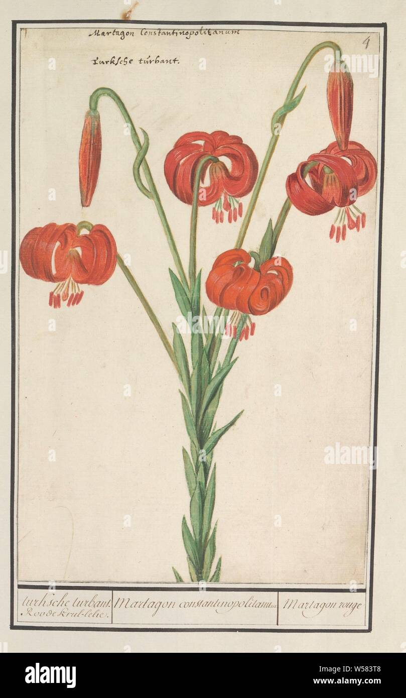 Rote Lilie (Lilium), Türkische turbant. Red lily Curl. /Martagon constantinopolitanum/Martagon rouge (Titel auf Objekt), rote Lilien. Nummerierte rechts oben: 4. Oben links der Lateinischen und der Holländischen Namen. Teil des ersten Albums mit Zeichnungen von Blumen und Pflanzen. Achten von zwölf Alben mit Zeichnungen von Tieren, Vögeln und Pflanzen um 1600 bekannt, von Kaiser Rudolf II. in Auftrag gegeben Mit Erklärung in Deutsch, Latein und Französisch, Blumen: Lily, Anselmus Boetius De Boodt, 1596-1610, Papier, Aquarell (Lack), deck Farbe, Kreide, Tinte, Kugelschreiber, H 297 mm x B 189 mm Stockfoto