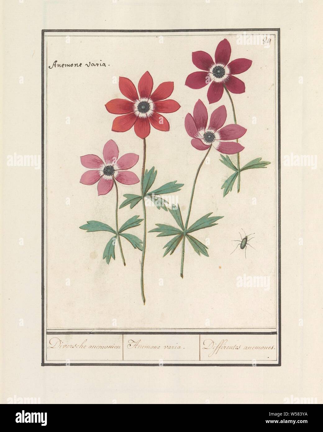 Unterscheidet anemonen Fotos und Bildmaterial in hoher Auflösung Alamy