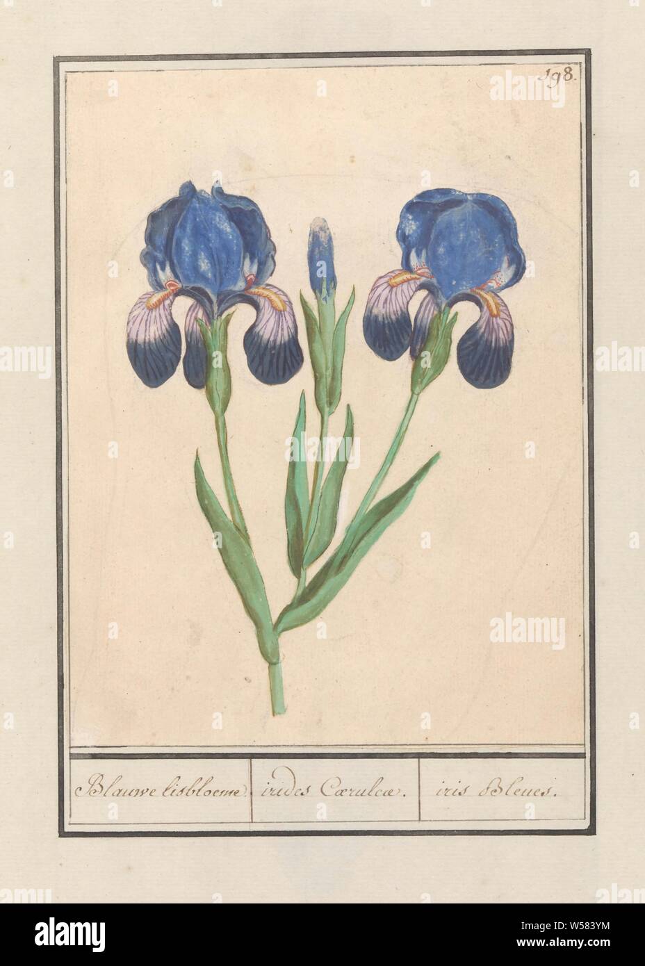 Irides coeruleae Fotos und Bildmaterial in hoher Auflösung Alamy