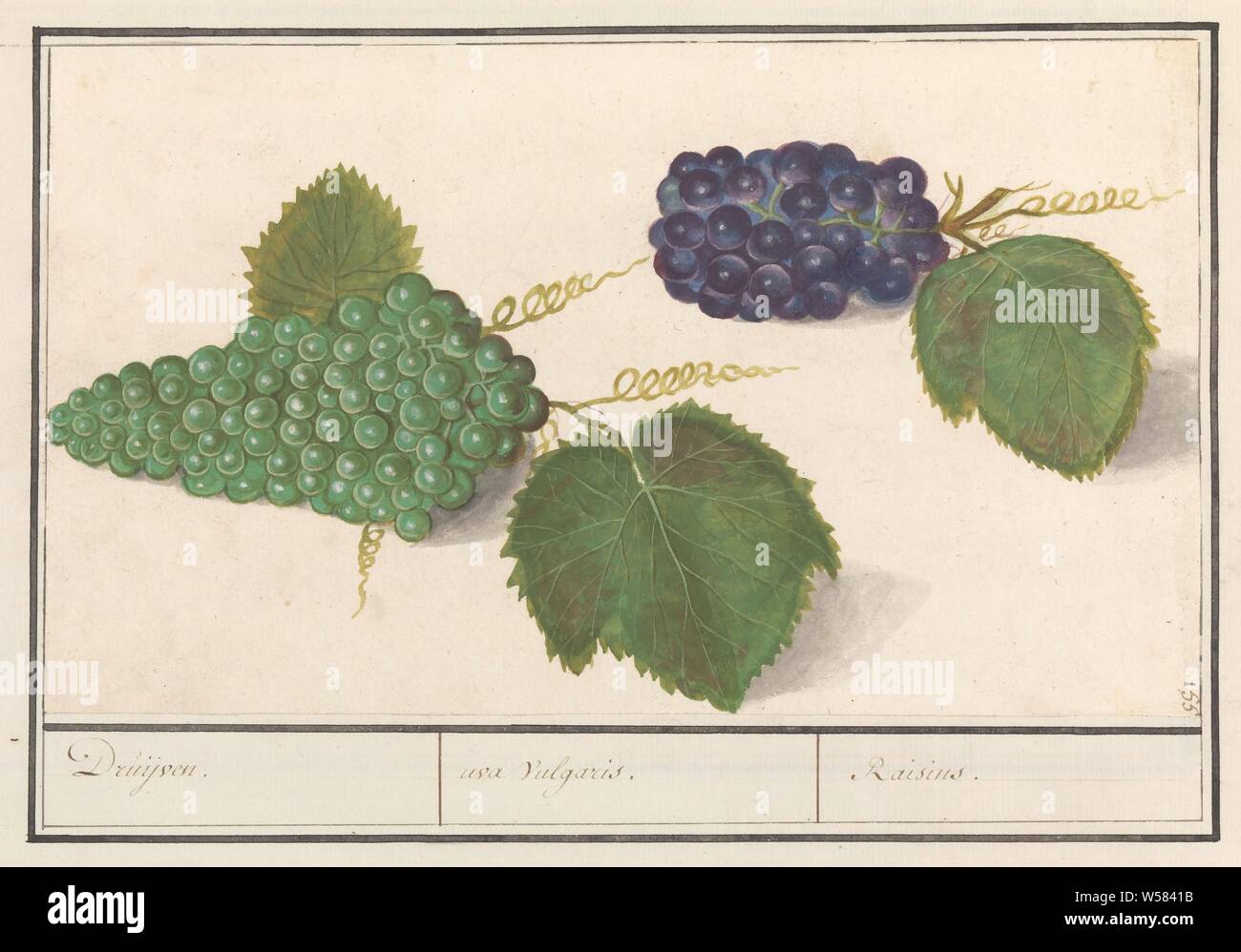 Grape (Vitis vinifera) Trauben. /Uva-Vulgaris. / Rosinen (Titel auf Objekt), grüne und blaue Trauben. Nummerierte rechts oben: 155. Teil des zweiten Album mit Zeichnungen von Blumen und Pflanzen. Neunten von zwölf Alben mit Zeichnungen von Tieren, Vögeln und Pflanzen um 1600 bekannt, von Kaiser Rudolf II. in Auftrag gegeben Mit Erklärung in Englisch, Latein und Französisch., Früchte (Trauben), Anselmus Boetius De Boodt, 1596-1610, Papier, Aquarell (Lack), deck Lack, Tinte, Kreide, pen, H 165 mm x B 280 mm Stockfoto