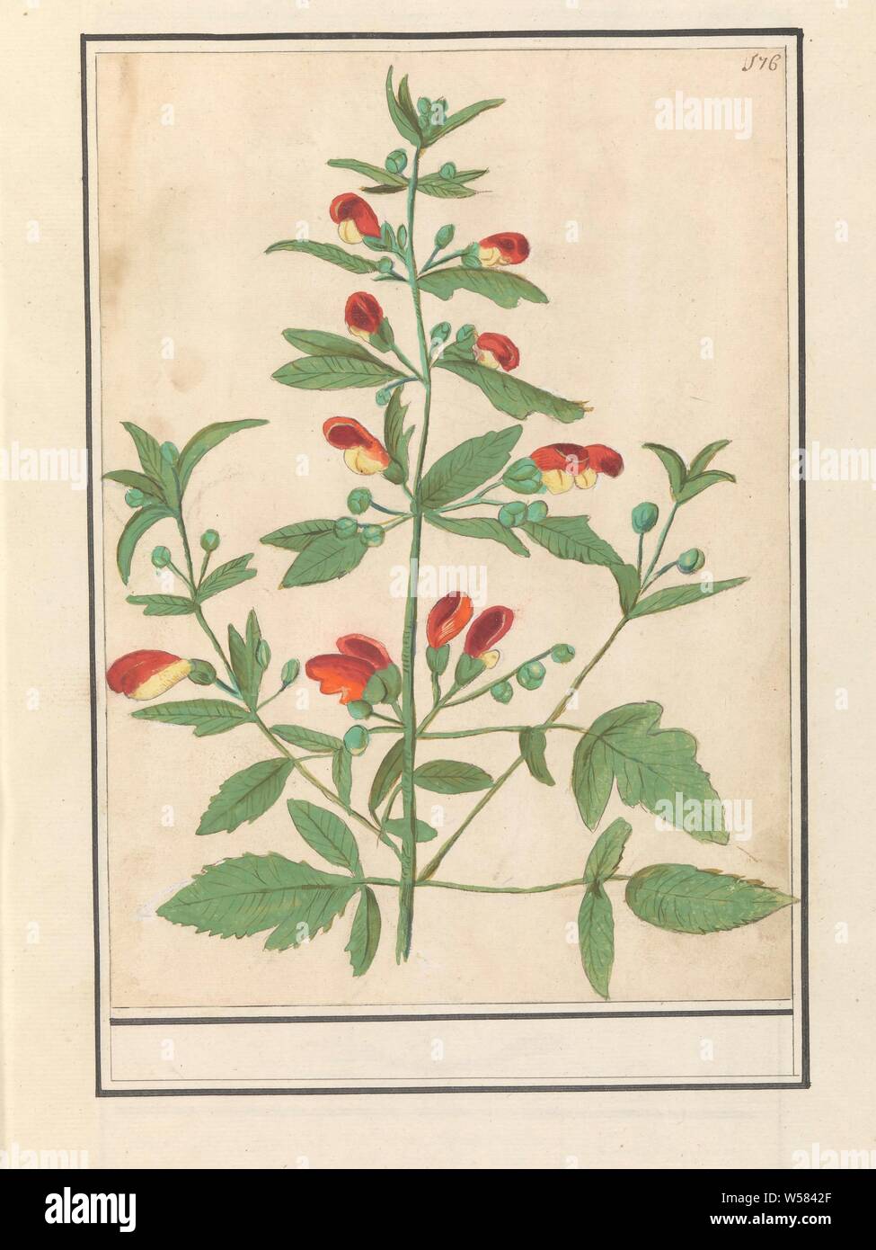 Pflanze mit roten Blüten (unbekannte Arten), Pflanze mit roten Blüten (unbekannter Arten). Nummerierte rechts oben: 176. Teil des zweiten Album mit Zeichnungen von Blumen und Pflanzen. Neunten von zwölf Alben mit Zeichnungen von Tieren, Vögeln und Pflanzen um 1600 bekannt, von Kaiser Rudolf II. in Auftrag gegeben Mit Erklärungen in Deutsch, Latein und Französisch., Blumen, Anselmus Boetius De Boodt, 1596-1610, Papier, Aquarell (Lack), deck Farbe, Kreide, pen, H 265 mm x B 190 mm Stockfoto