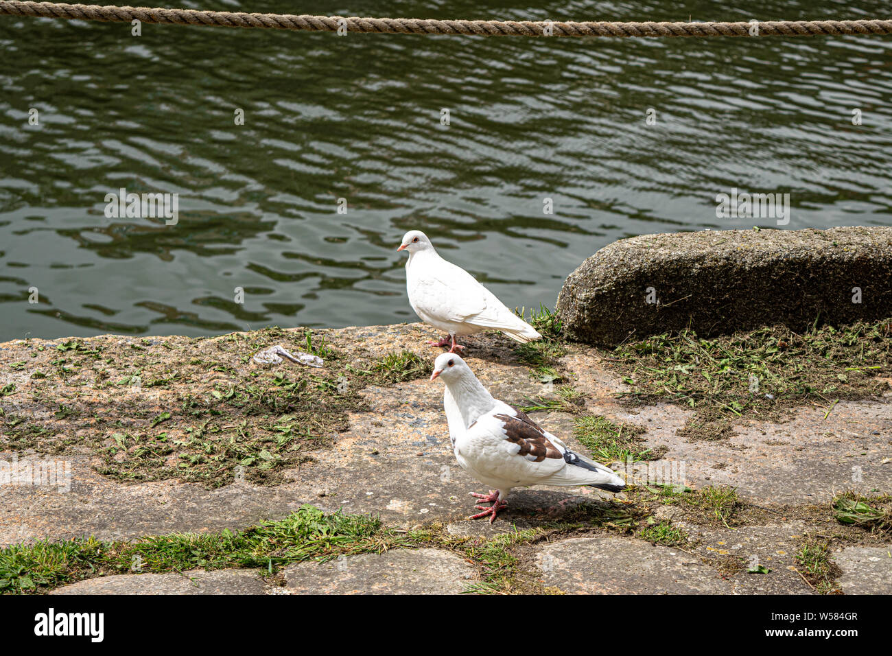 Zwei Tauben von Charlestown Hafen Wand Stockfoto