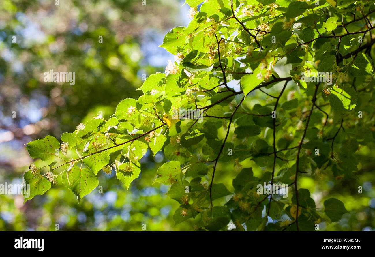 Gemeinsame linden Blüte (Tilia cordata) Stockfoto