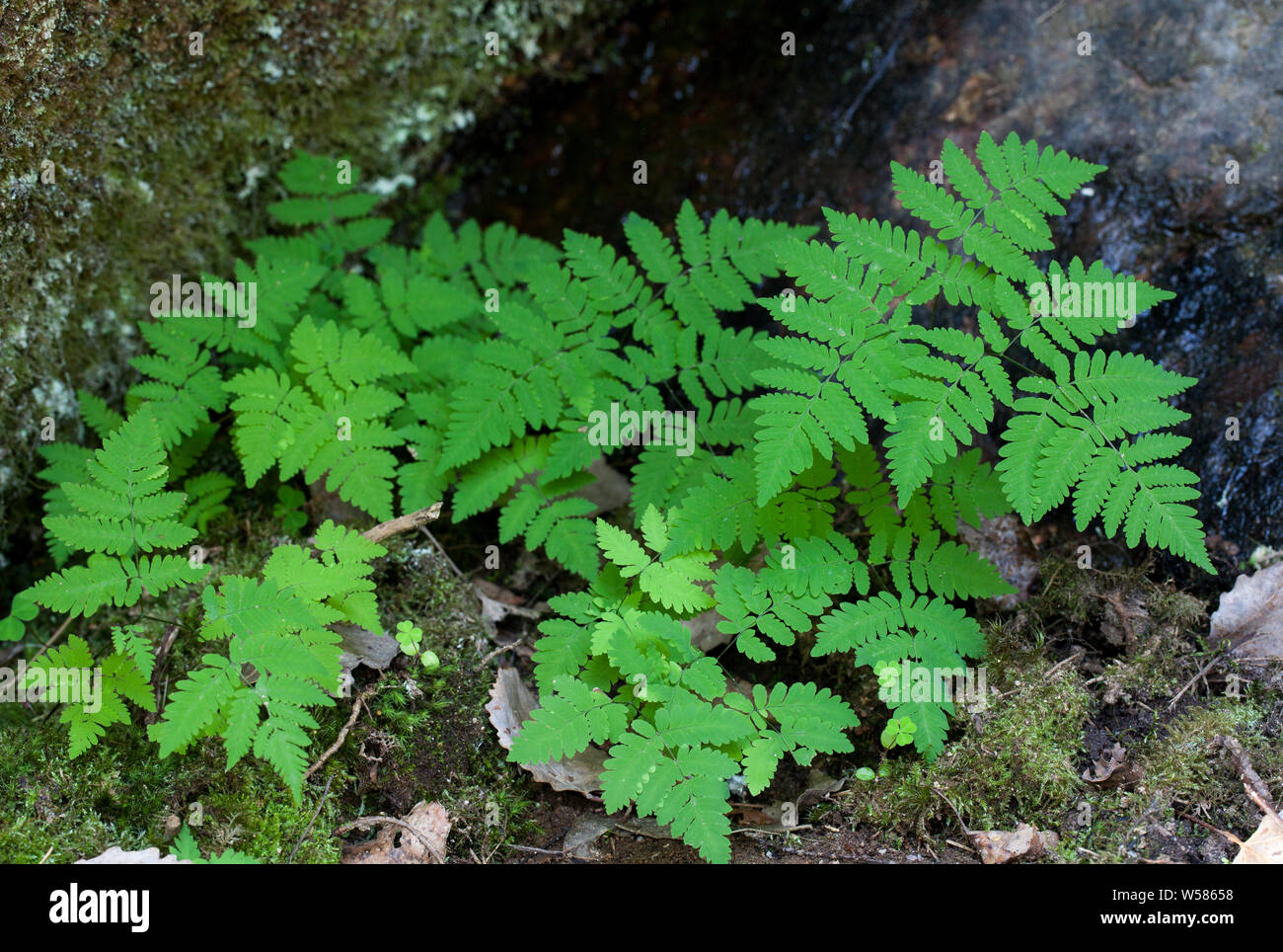 Eiche Farn Blätter (Dryopteris Linnaeana) Stockfoto