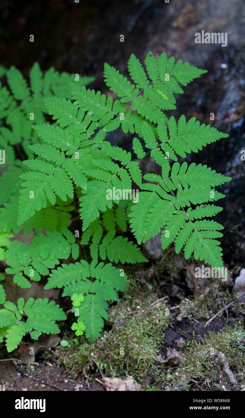 Eiche Farn Blätter (Dryopteris Linnaeana) Stockfoto