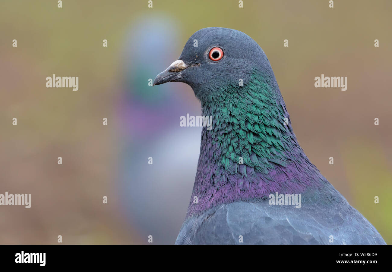Nach Rock Dove sehr nahe Vogel Porträt mit Gesicht und Augen in High Definition Stockfoto