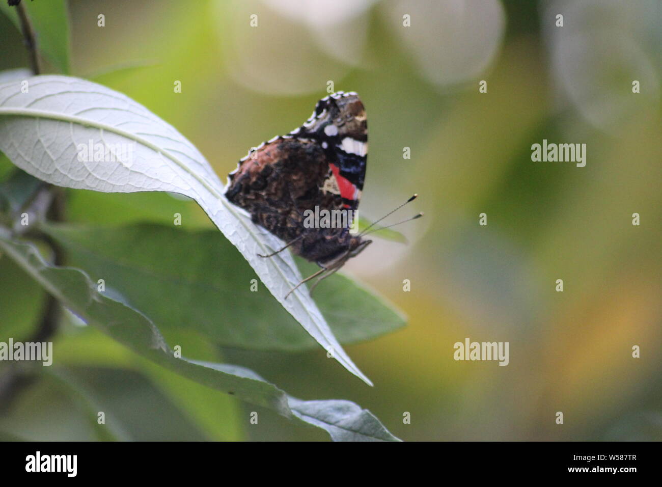 Tagpfauenauge auf Sommerflieder Stockfoto