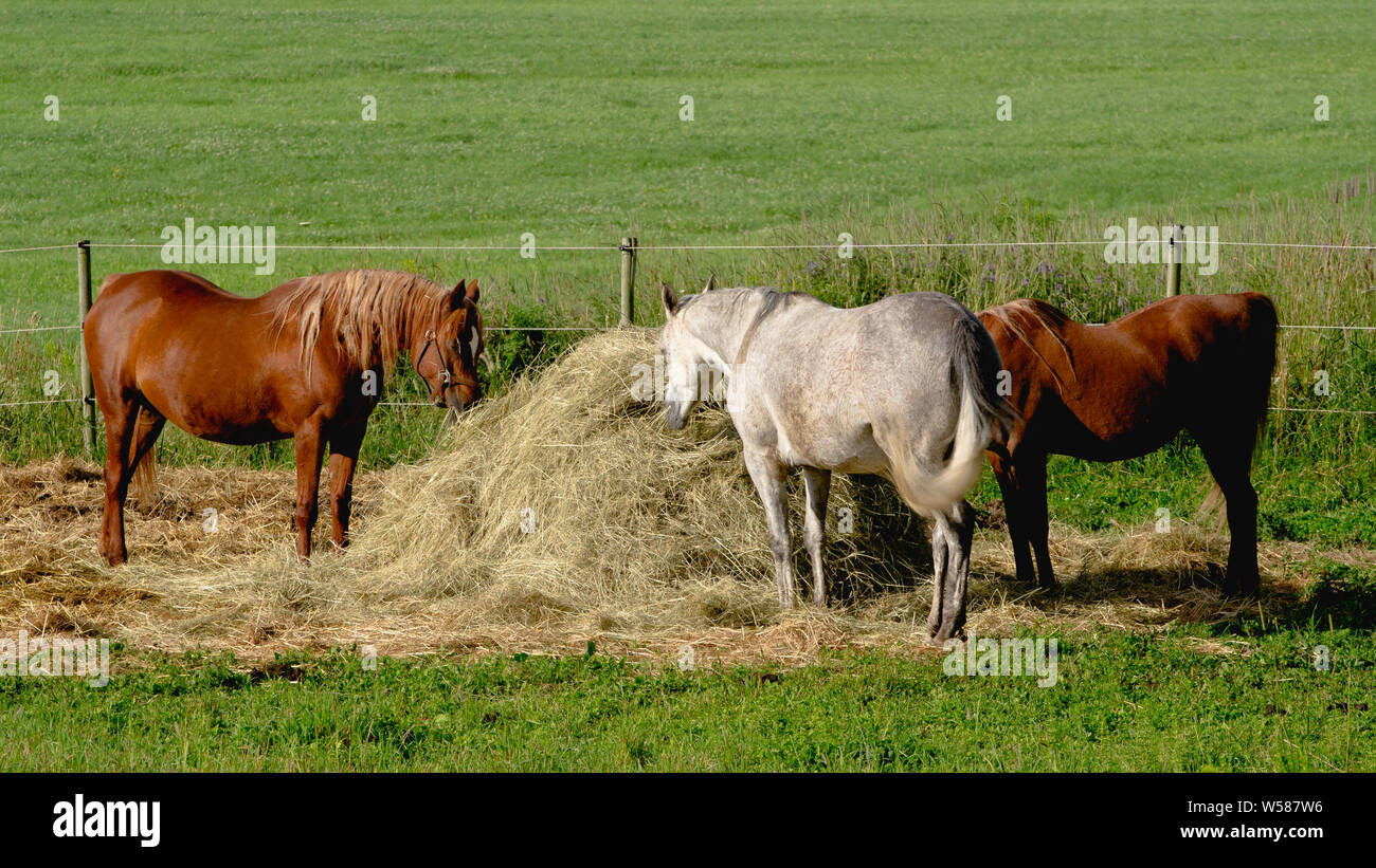 Pferde Fütterung im Heuhaufen in Weiden. Stockfoto