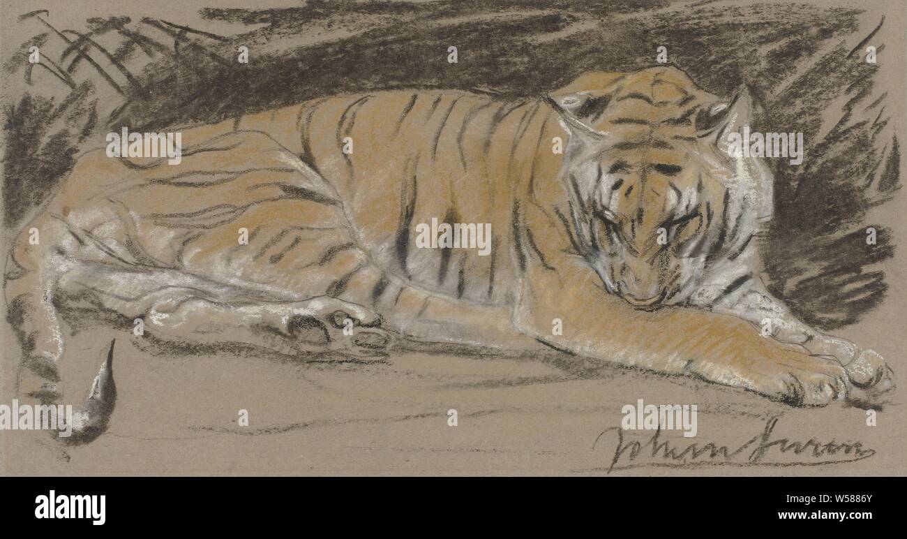 Tigerin, Raubtiere, Raubtiere: Tiger, John macallan Swan (auf Objekt erwähnt), 1857-1910, Papier, Kreide, h 23,5 cm x W 36,5 cm Stockfoto
