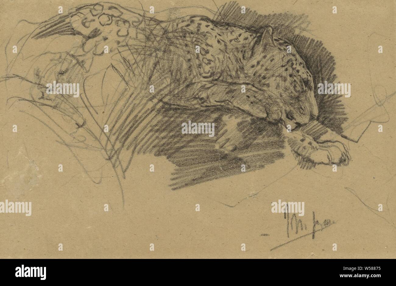 Studien von einem Leopard, Raubtiere, räuberische Tiere: Leopard, John macallan Swan (auf Objekt erwähnt), 1857-1910, Papier, Kreide, h 14,5 cm x W 22 cm Stockfoto