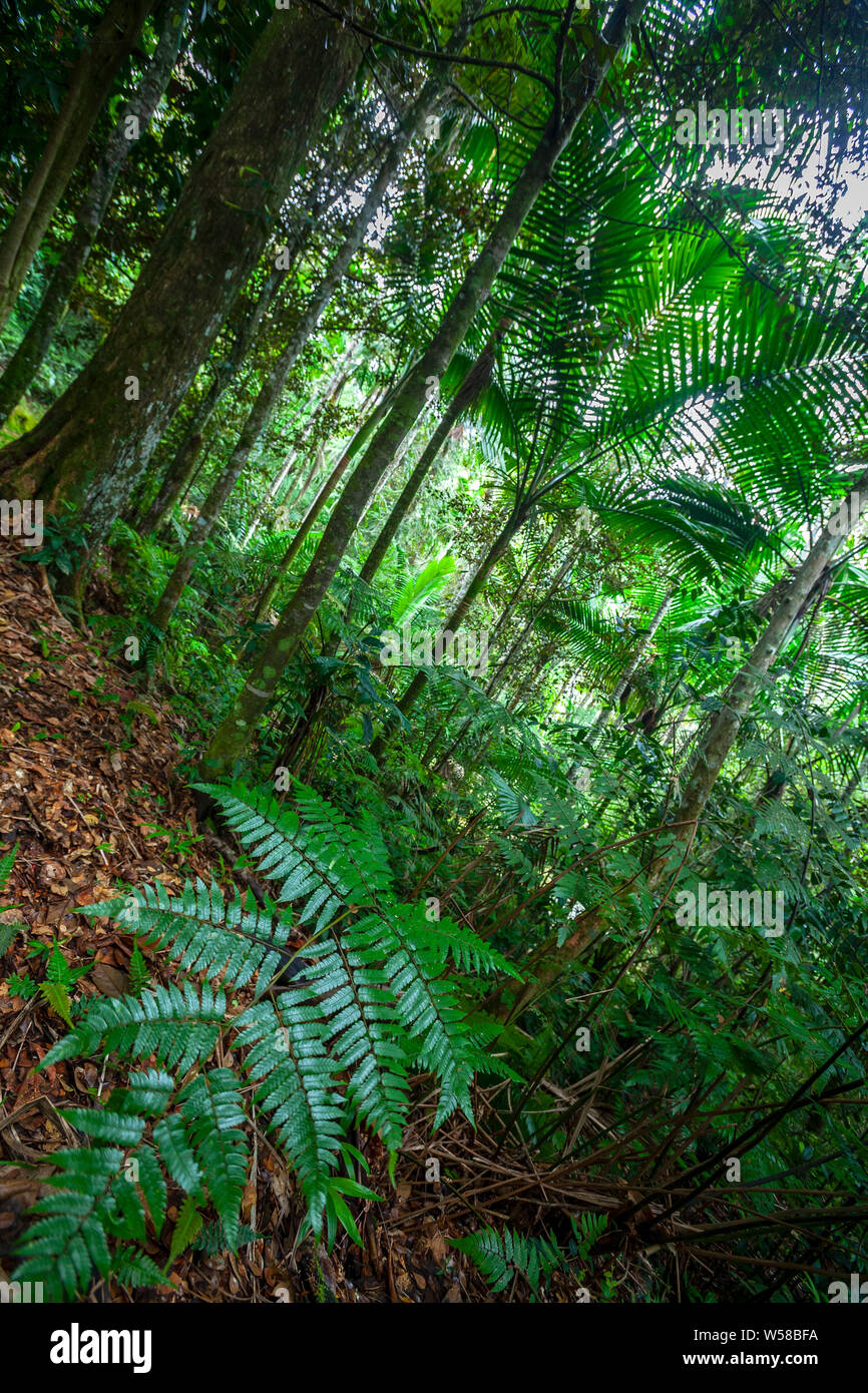Vegetation, Toro Negro State Forest, Puerto Rico Stockfoto