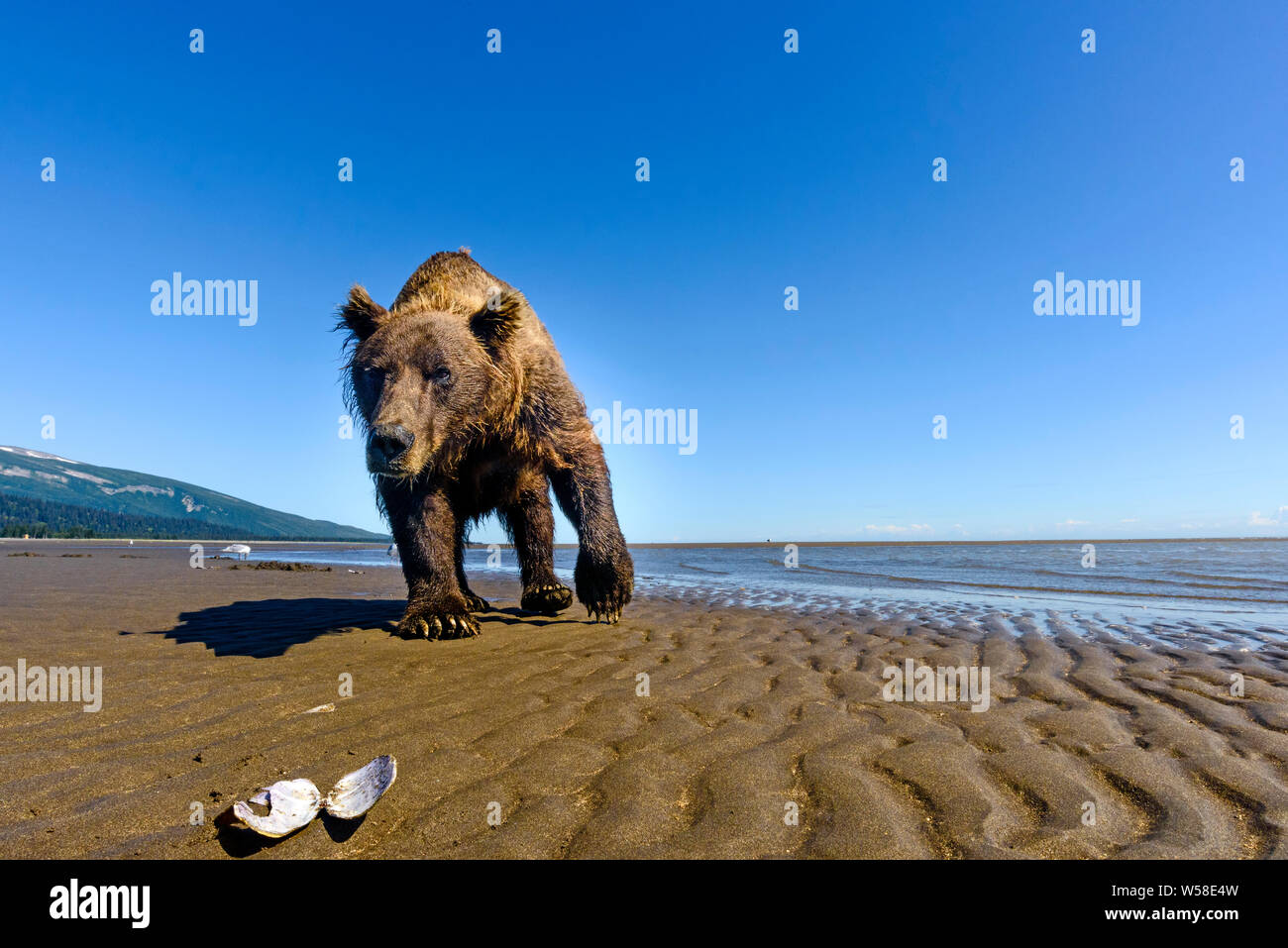 Große grizzly Bär am Strand auf der Suche nach Muscheln, Silver Salmon Creek, Alaska Stockfoto