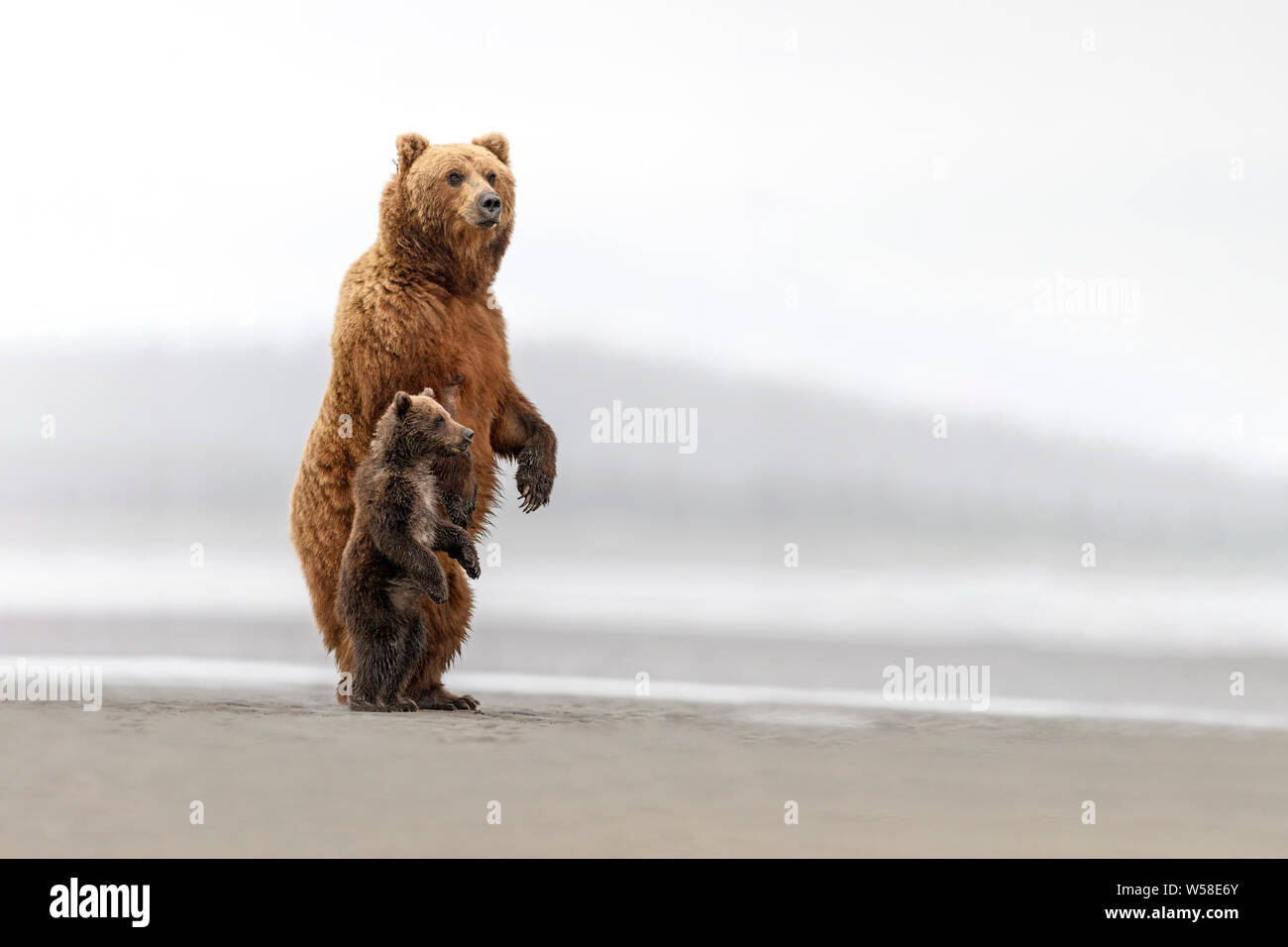 Eine große Mutter tragen und ihr Junges stehen Ihre Umgebung heraus zu überprüfen, Alaska Stockfoto