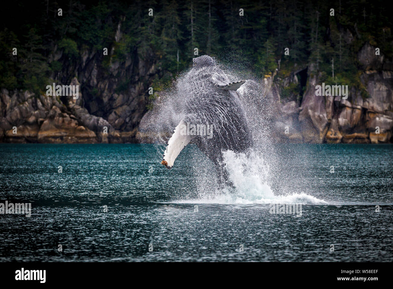 Buckelwale in der Nähe von Seward, Kenai Fjorde, Alaska verletzen. Stockfoto
