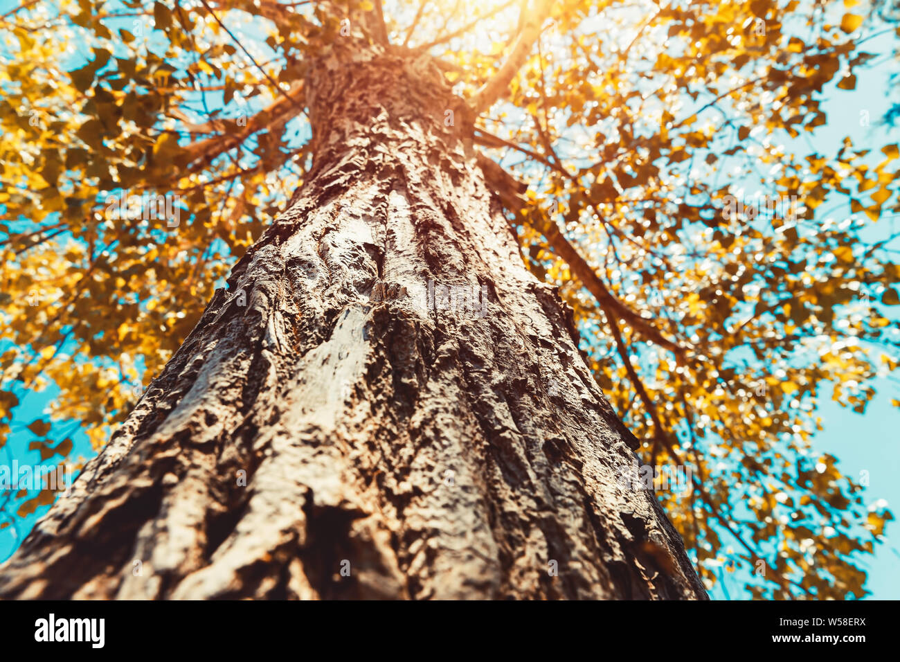 Ansicht von unten auf einem großen Baum in hellen, sonnigen Tag, Golden Tree Blätter über blauer Himmel, Herbst Stockfoto