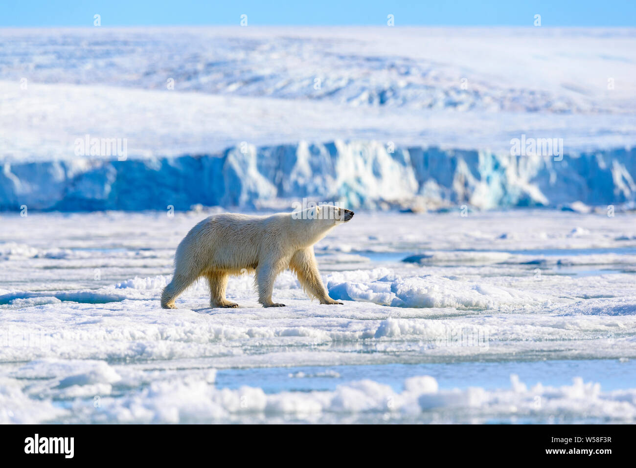Eisbär auf dem Meereis, Svalbard Stockfoto