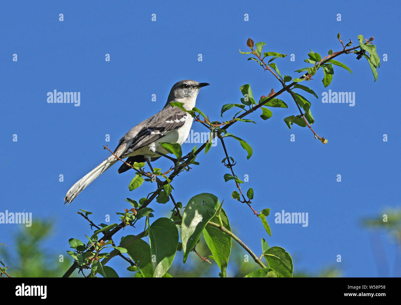 Northern Mockingbird (Mimus polyglottos) Nach oben auf Bush Linstead, Jamaika Dezember gehockt Stockfoto