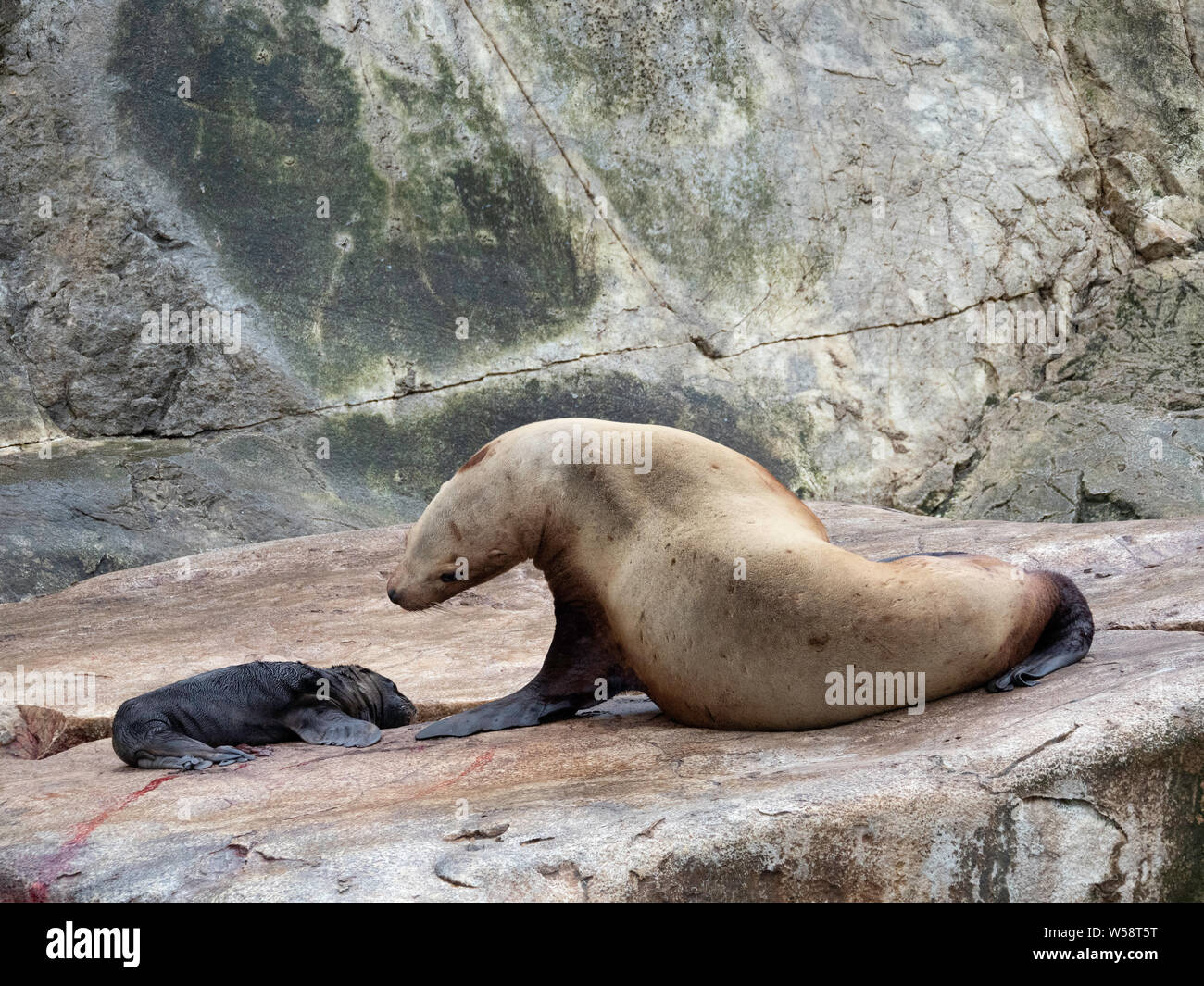 Eine Mutter Steller sea lion, Eumetopias jubatus, mit einem neugeborenen Welpen, Süd Marmor Insel, Southeast Alaska, USA. Stockfoto