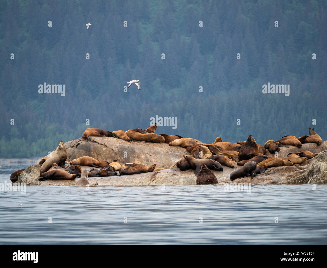 Steller Seelöwen, Eumetopias jubatus, mitgeführt und auf der South Marmor Insel, Glacier Bay National Park, Alaska, USA. Stockfoto